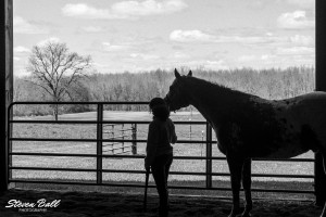 Black and white horse silhouette