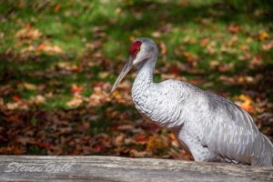 Sandhill Crane