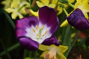 A purple and white flower surrounded by yellow flowers