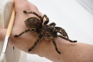 Spider