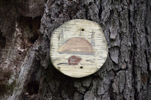 A carving of a beaver and mound attached to a tree